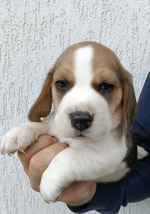 Fetițe și băieți beagle - imagine 4