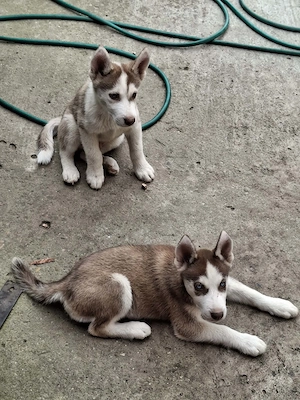 catelusi Hasky Siberian