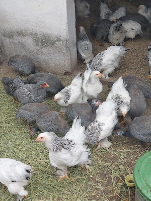 vand pui brahma herminat deschis 