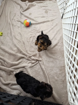Yorkshire terrier puiuți talie mica - imagine 3
