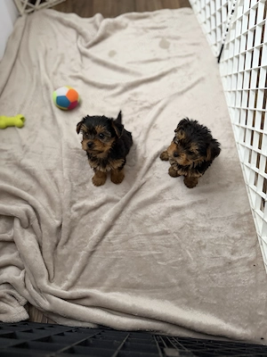 Yorkshire terrier puiuți talie mica - imagine 5