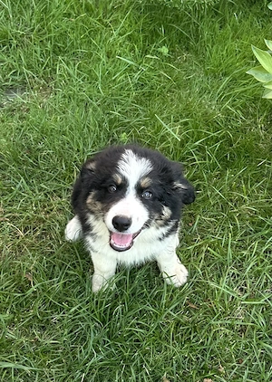 Pui Border Collie Tricolor Negru Cu Alb - imagine 2