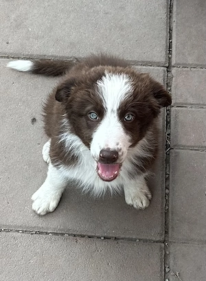 Pui Border Collie Tricolor Negru Cu Alb