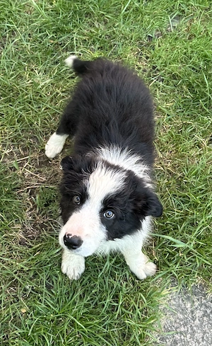 Pui Border Collie Tricolor Negru Cu Alb - imagine 3