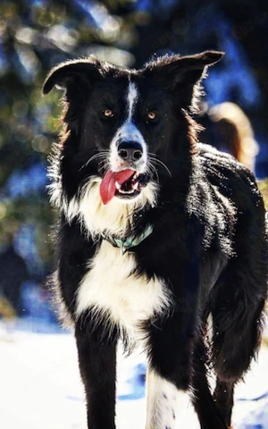 Pui Border Collie Tricolor Negru Cu Alb - imagine 5