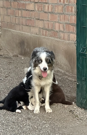 Pui Border Collie Tricolor Negru Cu Alb - imagine 4