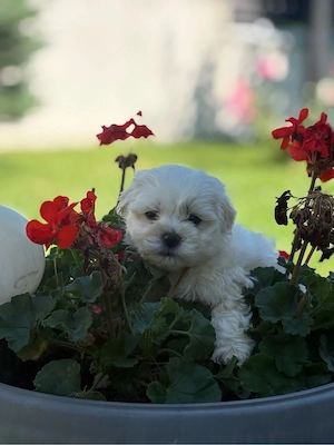 Bichon Maltez Fetita