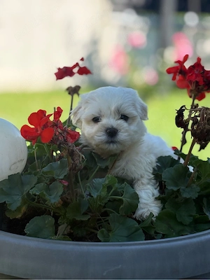 Bichon Maltez Fetita - imagine 3