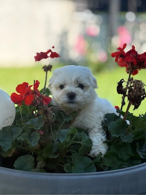 Bichon Maltez Fetita - imagine 2
