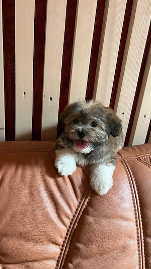 bichon &shitzu 