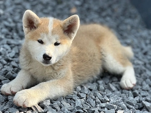Pui femela Akita Inu părinți cu Pedigree, rasă pură!