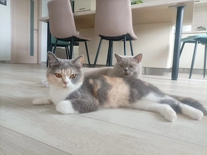 British Shorthair  - imagine 3