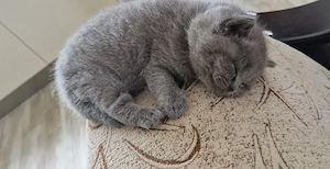 British Shorthair  - imagine 2