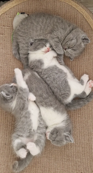 British Shorthair  - imagine 4