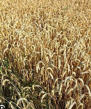 Grâu de vânzare producție 2026