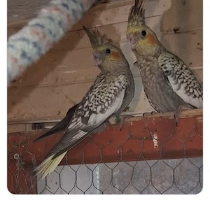 Puișori nimfe Târgoviște 