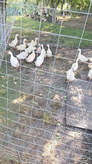 Vand rațe Pekin  - imagine 3