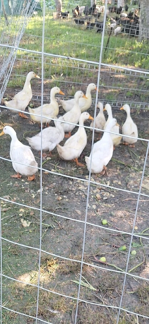 Vand rațe Pekin 