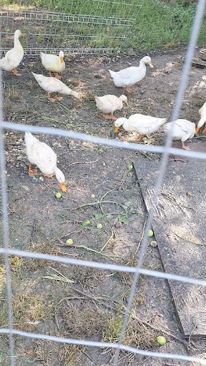 Vand rațe Pekin  - imagine 4