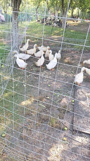 Vand rațe Pekin  - imagine 2