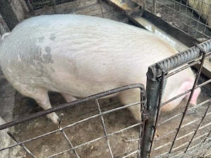 Vand porci