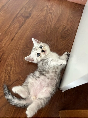 Bristish Shorthair Tabby