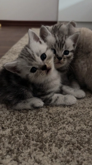 Bristish Shorthair Tabby - imagine 4