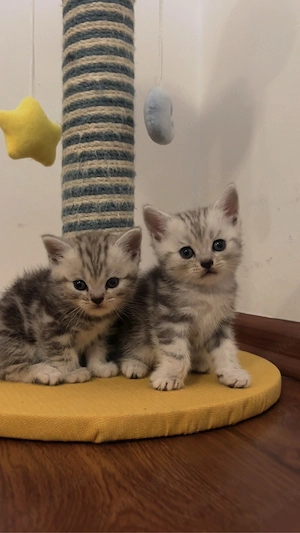 Bristish Shorthair Tabby - imagine 2