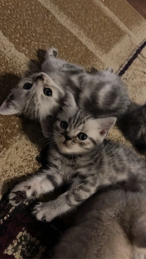 Bristish Shorthair Tabby - imagine 3