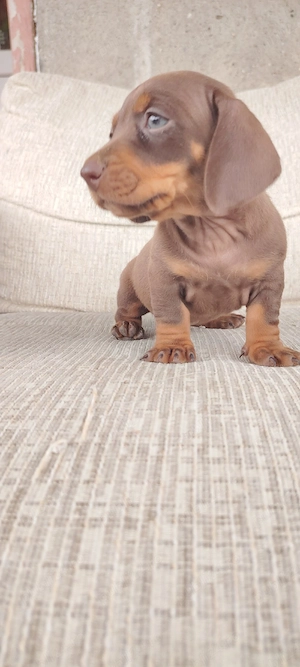 Disponibili teckeli Dacshund 