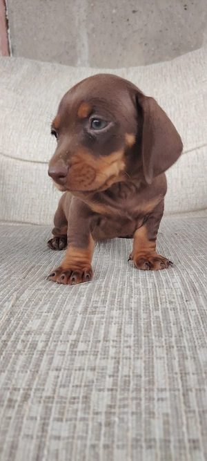 Disponibili teckeli Dacshund  - imagine 4