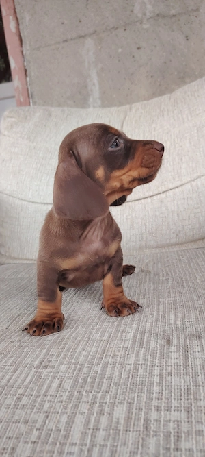 Disponibili teckeli Dacshund  - imagine 3