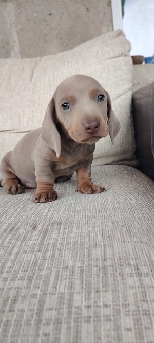 Disponibili teckeli Dacshund  - imagine 2