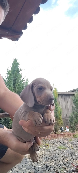 Disponibili teckeli Dacshund  - imagine 5
