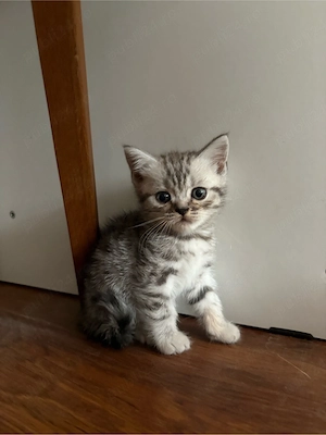 Bristish Shorthair Tabby - imagine 5