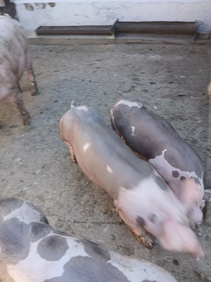 VAND porci pietrean 