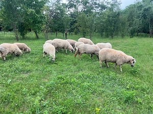 Vând oi Breze 