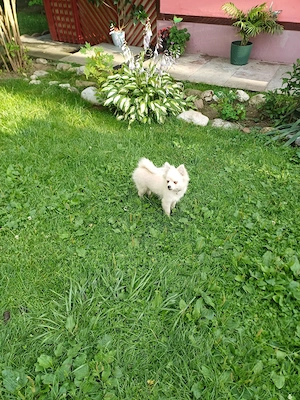 fetiță spitzpomeranian
