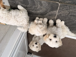 Bichoni adorabili își caută familie