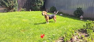 Vand cățeluș jucăuș rasa Beagal