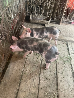 De vanzare purcei!