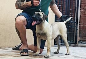 Pui de Presa Canario cu Pedigree FCI din parinti campioni - imagine 2