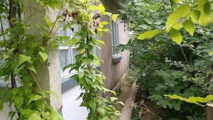 Casa de vânzare în Jurilovca - imagine 4