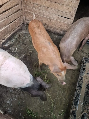 vand 2 scrofite rosi