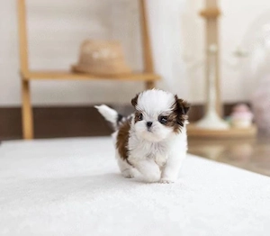 Bichon maltez mini toy - imagine 3