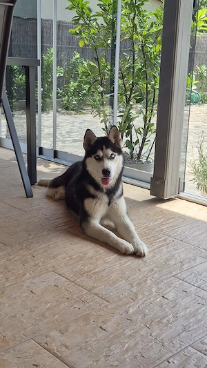 Vand femelă husky 7 luni