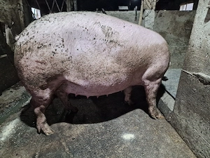 scroafa gestanta 