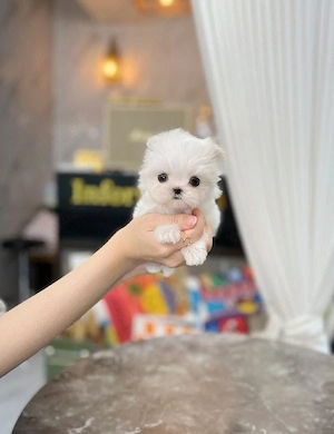 Bichon maltez mini toy 