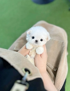 Bichon maltez mini toy  - imagine 2