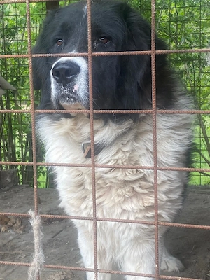 Vând Ciobanesc de Bucovina 